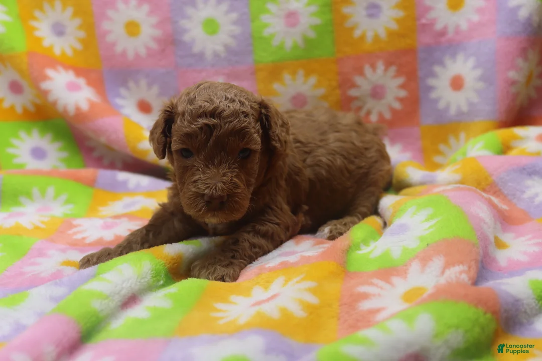 Toy Poodle dogs for sale: Victor - Ad 4