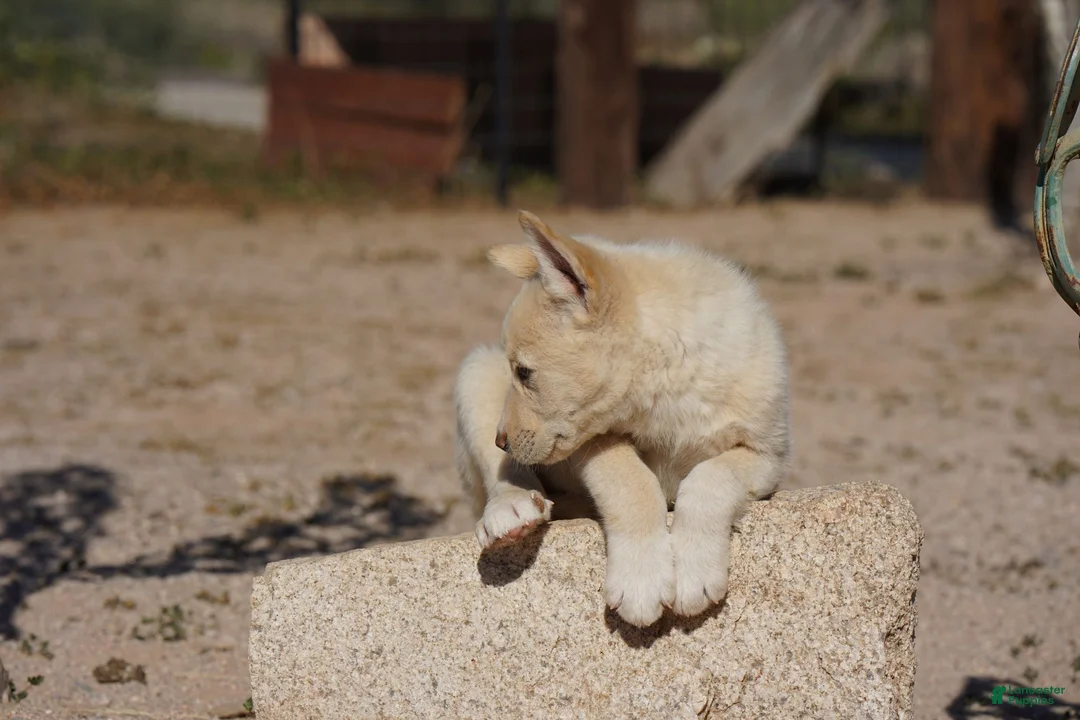 Mixed Breed dogs for sale: Toes M Cream - Ad 19