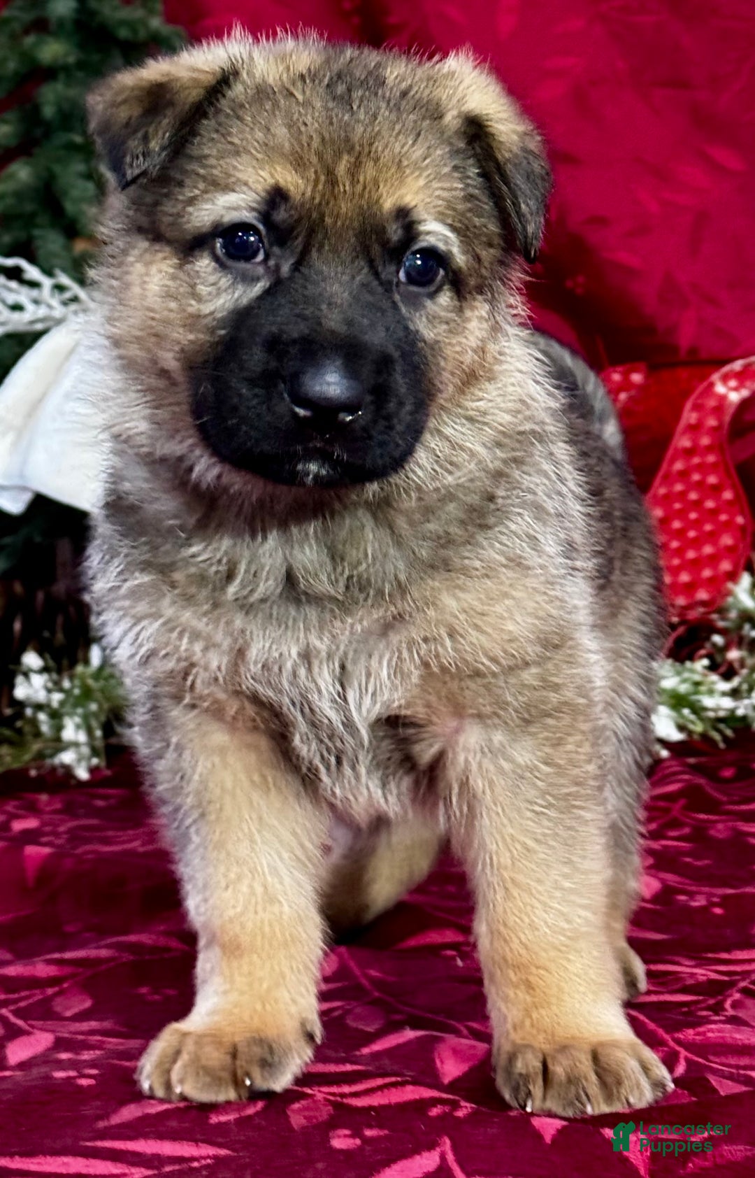 German Shepherd dogs for sale: Rawlins - Ad 3