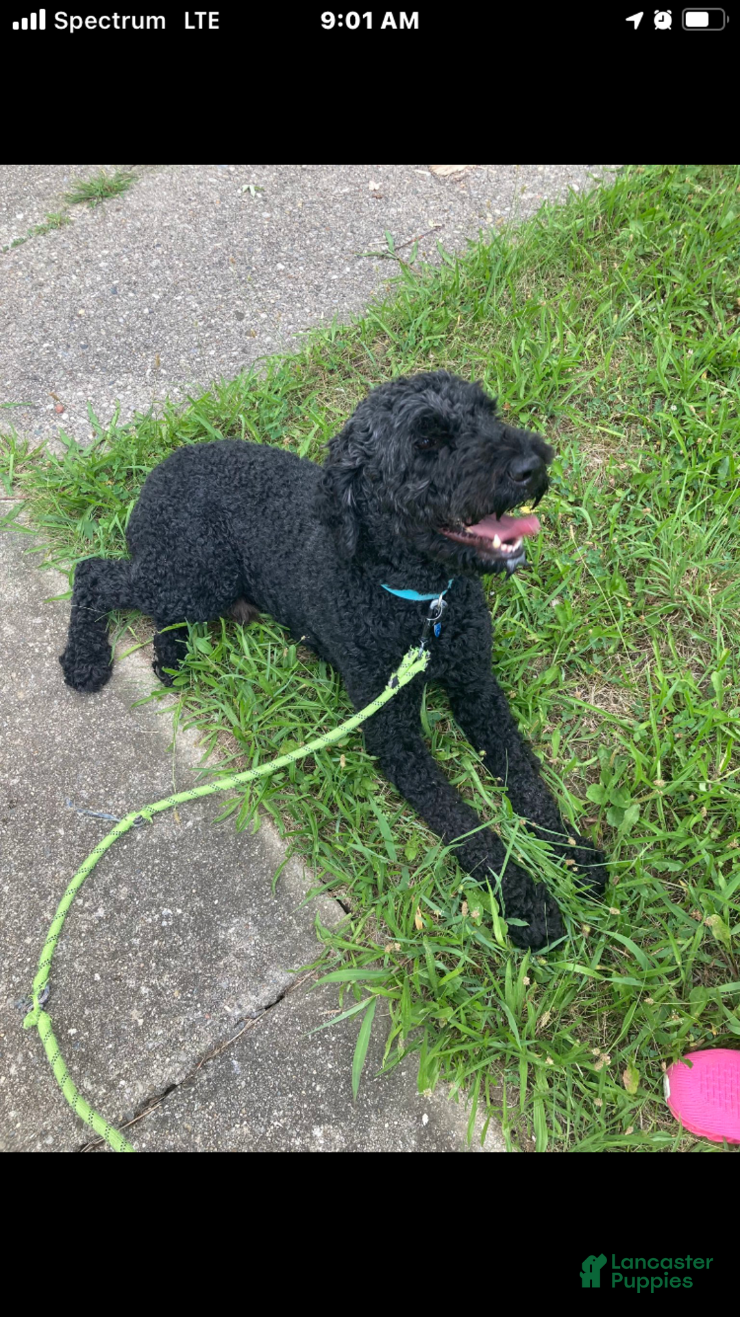 Goldendoodle dogs for stud: Cooper - Image 6