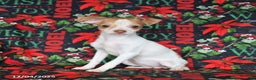 Chihuahua dogs for sale: Lucy - Ad 1