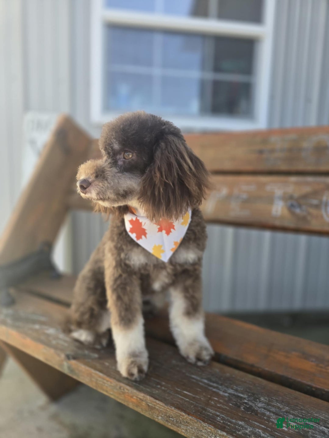 Miniature Poodle dogs for sale: KIRBY - Ad 2