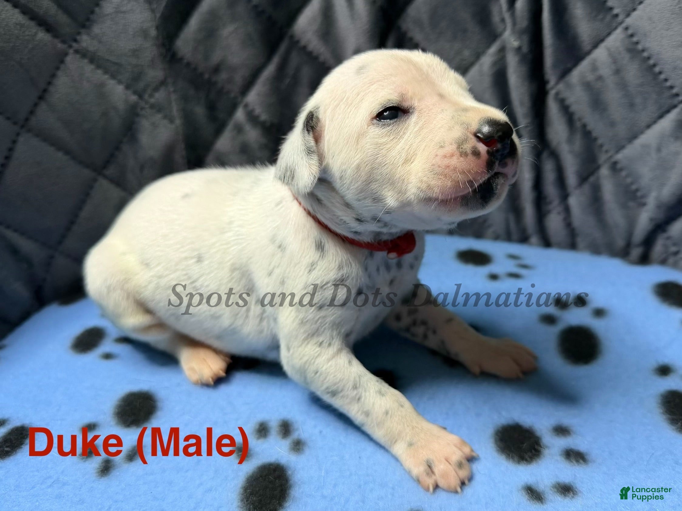 Dalmatian dogs Duke - Ad 1