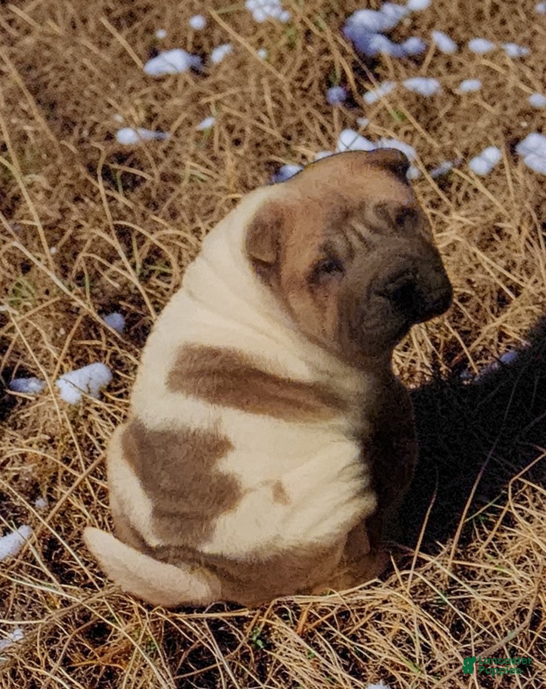 Shar Pei dogs Marble mini sable flower  - Ad 2