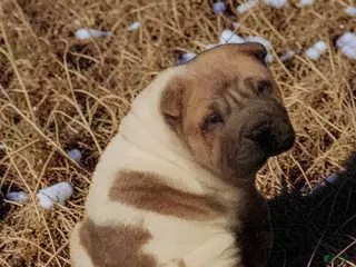 Shar Pei dogs Marble mini sable flower - Ad 2