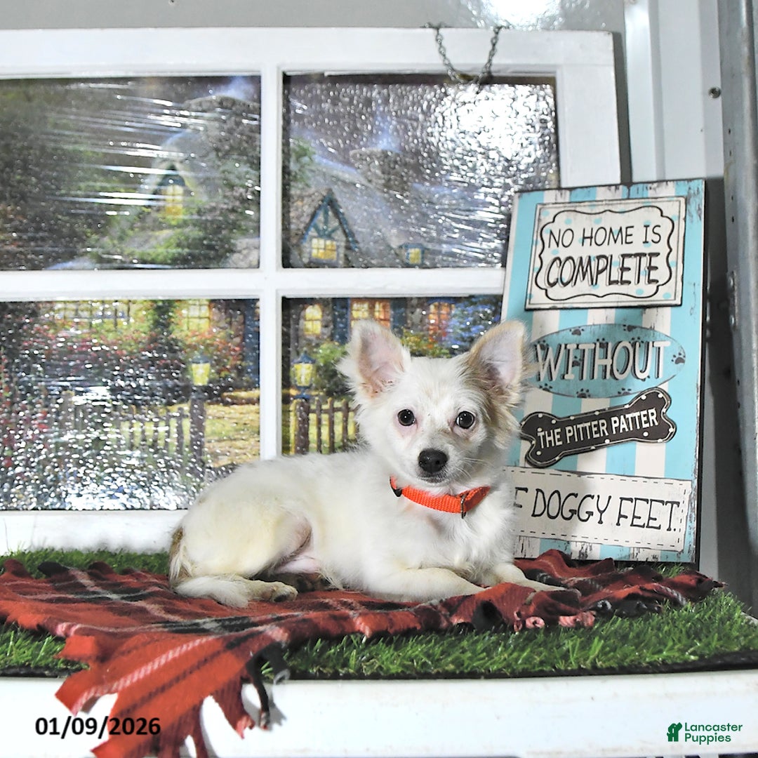 Chihuahua dogs for sale: Beau - Ad 8