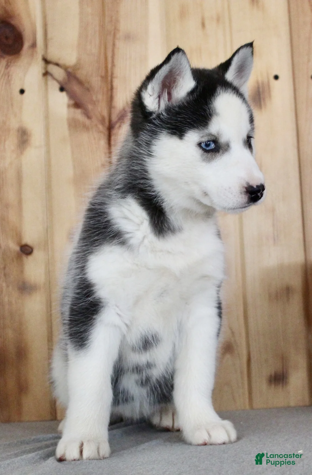 Siberian Husky dogs for sale: Lulu - Ad 5