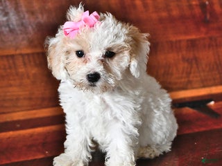 Miniature Poodle dogs - Ad 33