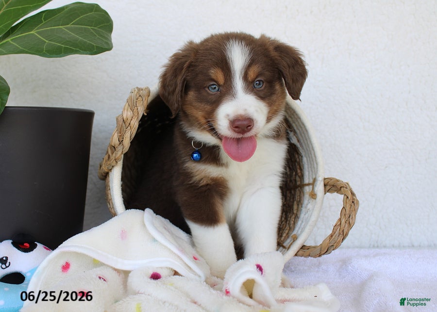 Miniature Australian Shepherd dogs Parker - Ad 1