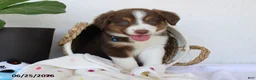 Miniature Australian Shepherd dogs for sale: Parker - Ad 1