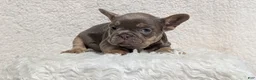 French Bulldog dogs for sale: Yogi - Ad 11