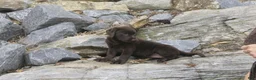 Labrador Retriever dogs for sale: Samantha Labrador Retriever  - Ad 4