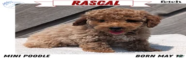 Rascal