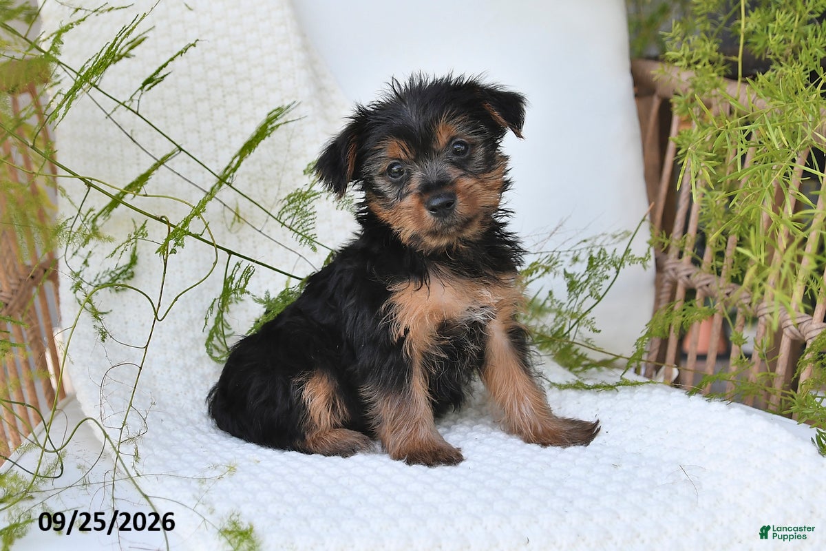 Yorkshire Terrier dogs Nicky - Ad 1
