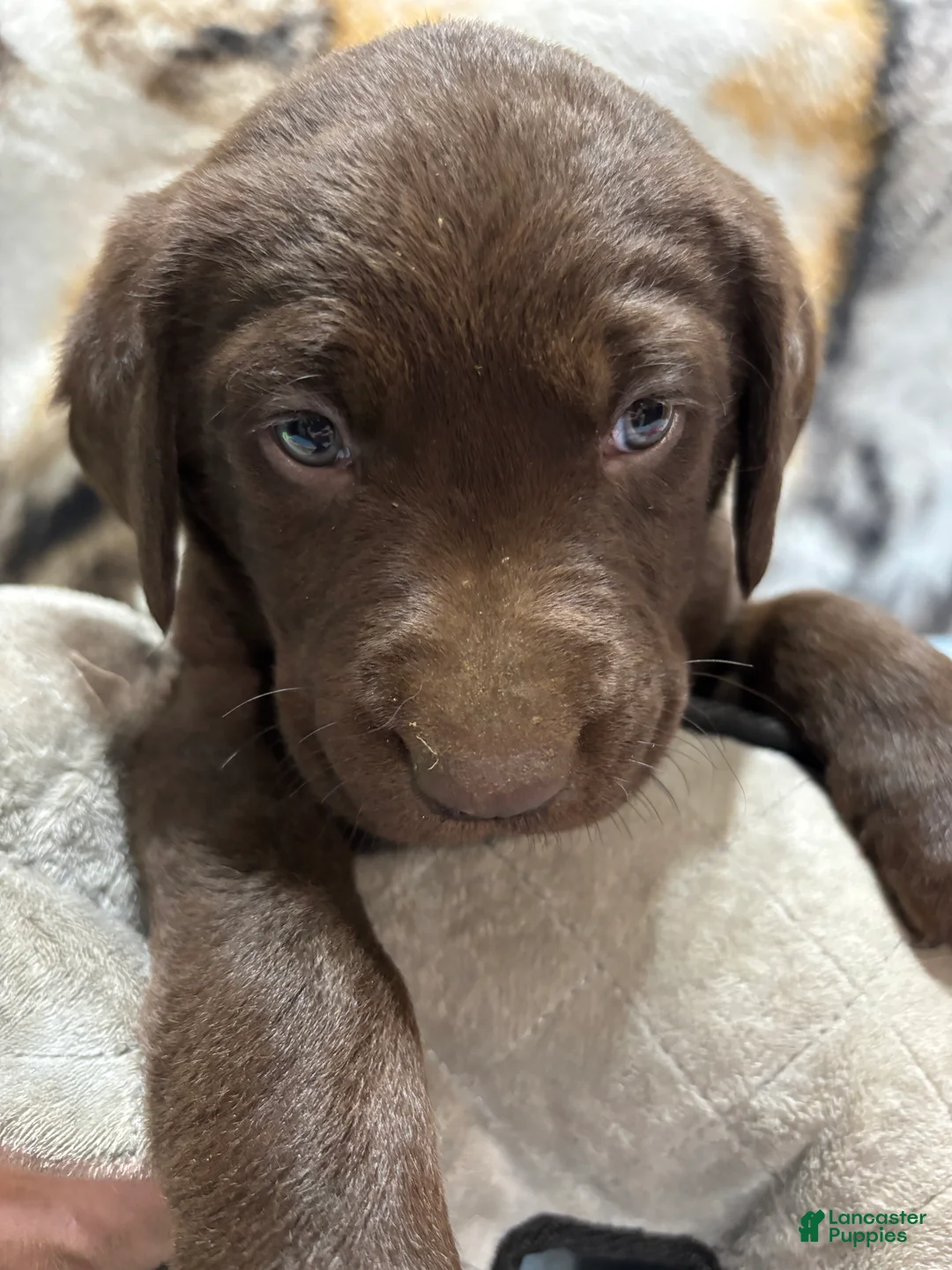 Labrador Retriever dogs for sale: Duke - Ad 1