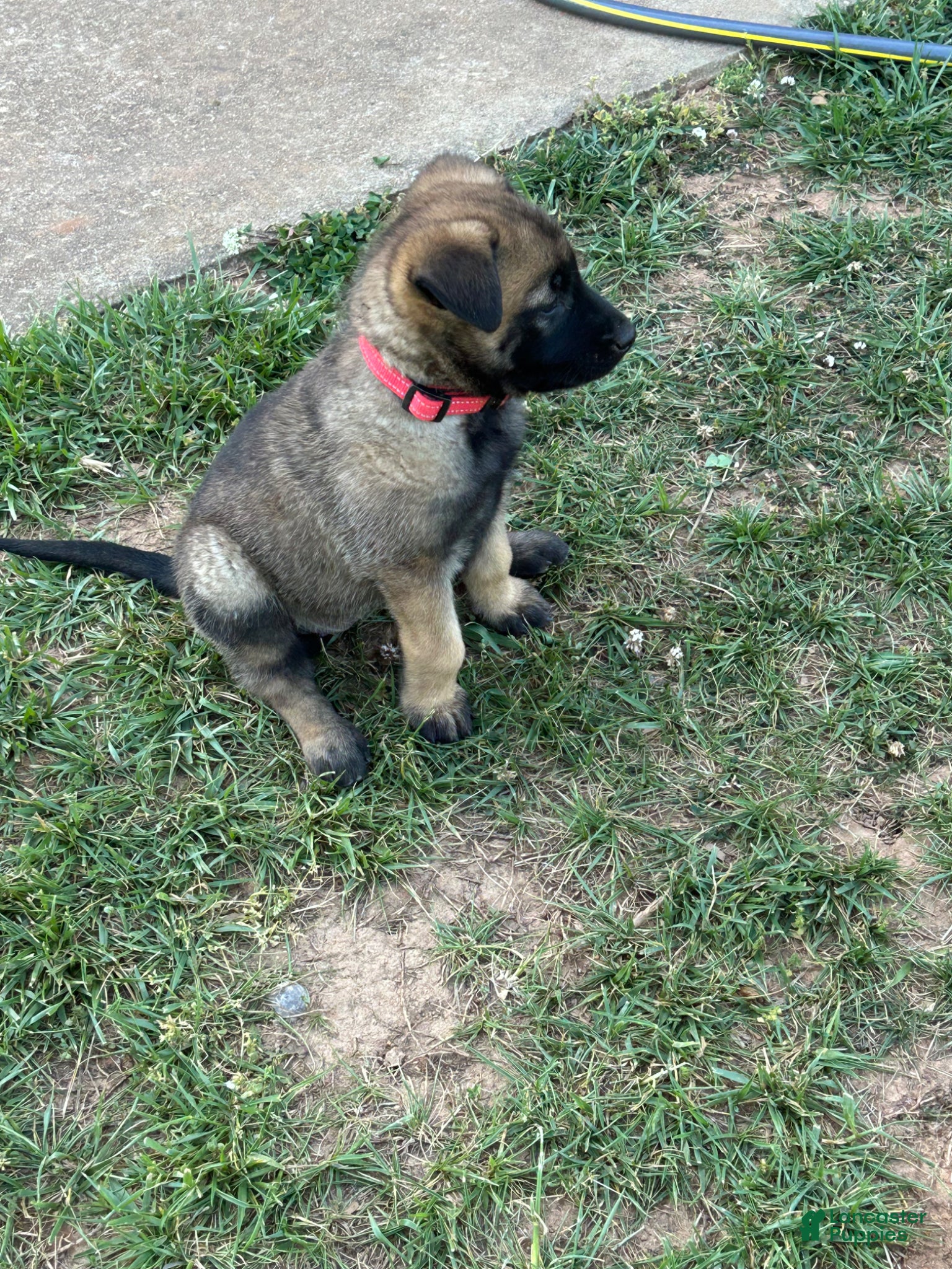 Belgian Malinois dogs Belgian Malinois Puppy 7 - Ad 10