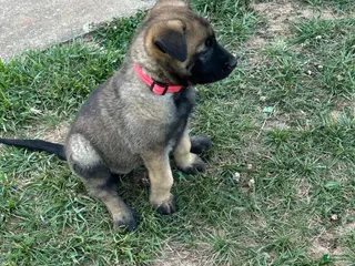 Belgian Malinois dogs Belgian Malinois Puppy 7 - Ad 10