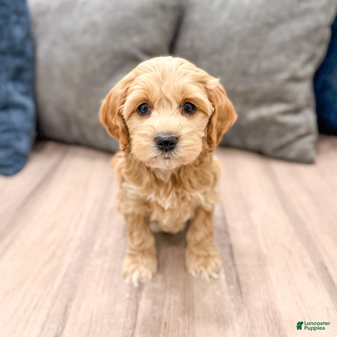 Cockapoo dogs for sale: Rainey - Ad 1