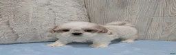 Shih Tzu dogs for sale: Zuma - Ad 6