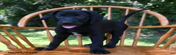 Mixed Breed dogs for sale: Comet - Ad 5
