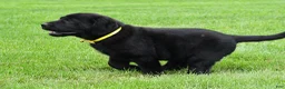 Labrador Retriever dogs for sale: Wyatt - Ad 5