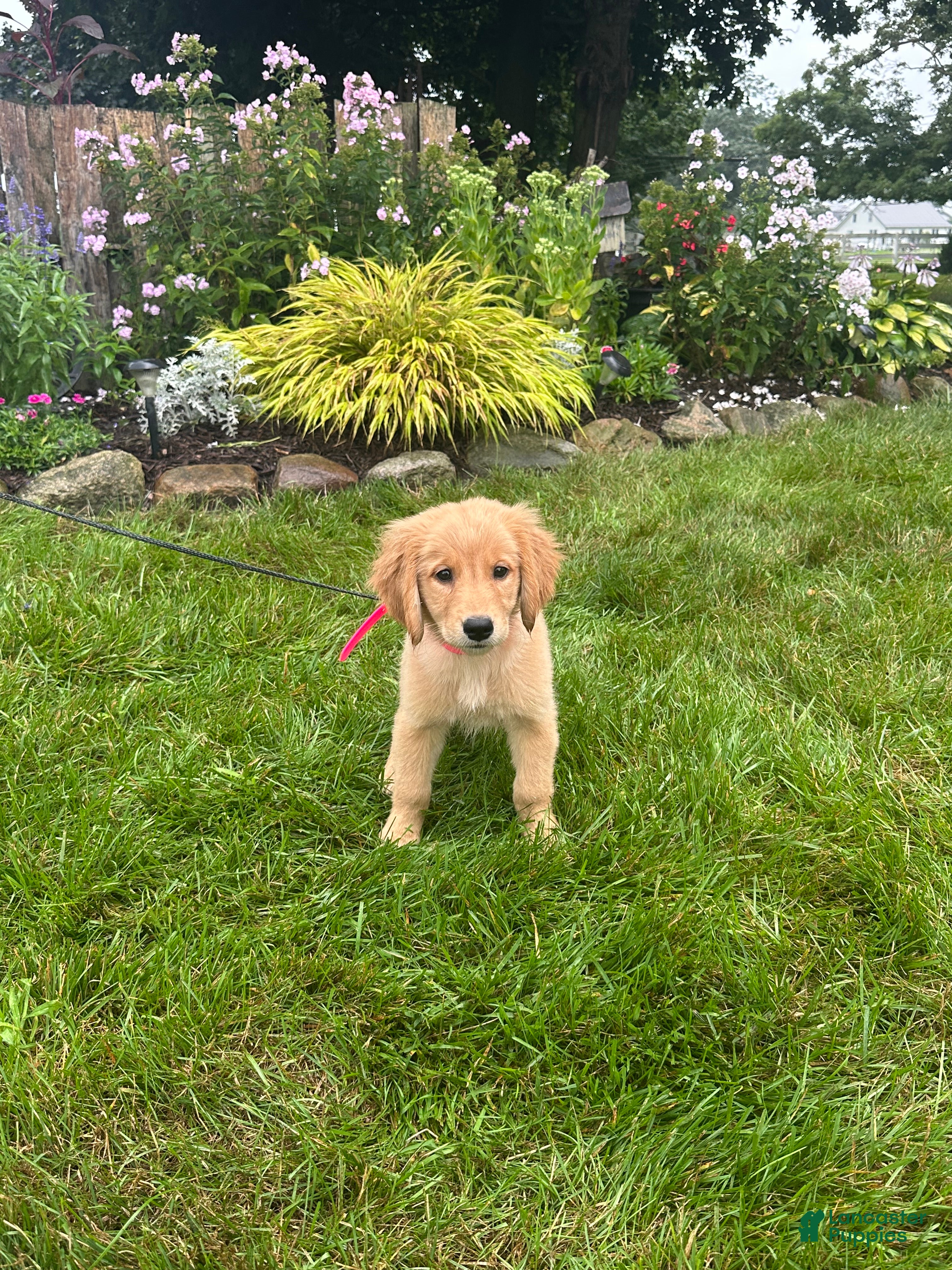 Golden Retriever dogs Golden Retriever 8 - Ad 1