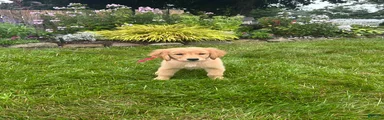 Golden Retriever 8
