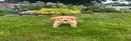 Golden Retriever dogs for sale: Golden Retriever 8 - Ad 1