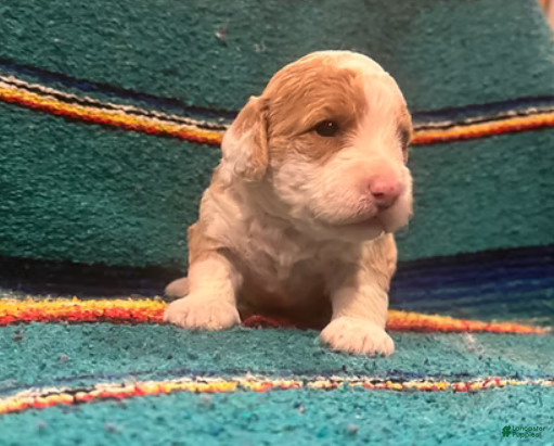 Mini Bernedoodle dogs Simba - Ad 24