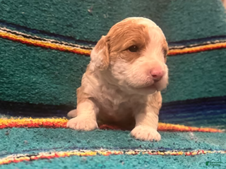 Mini Bernedoodle dogs Simba - Ad 5