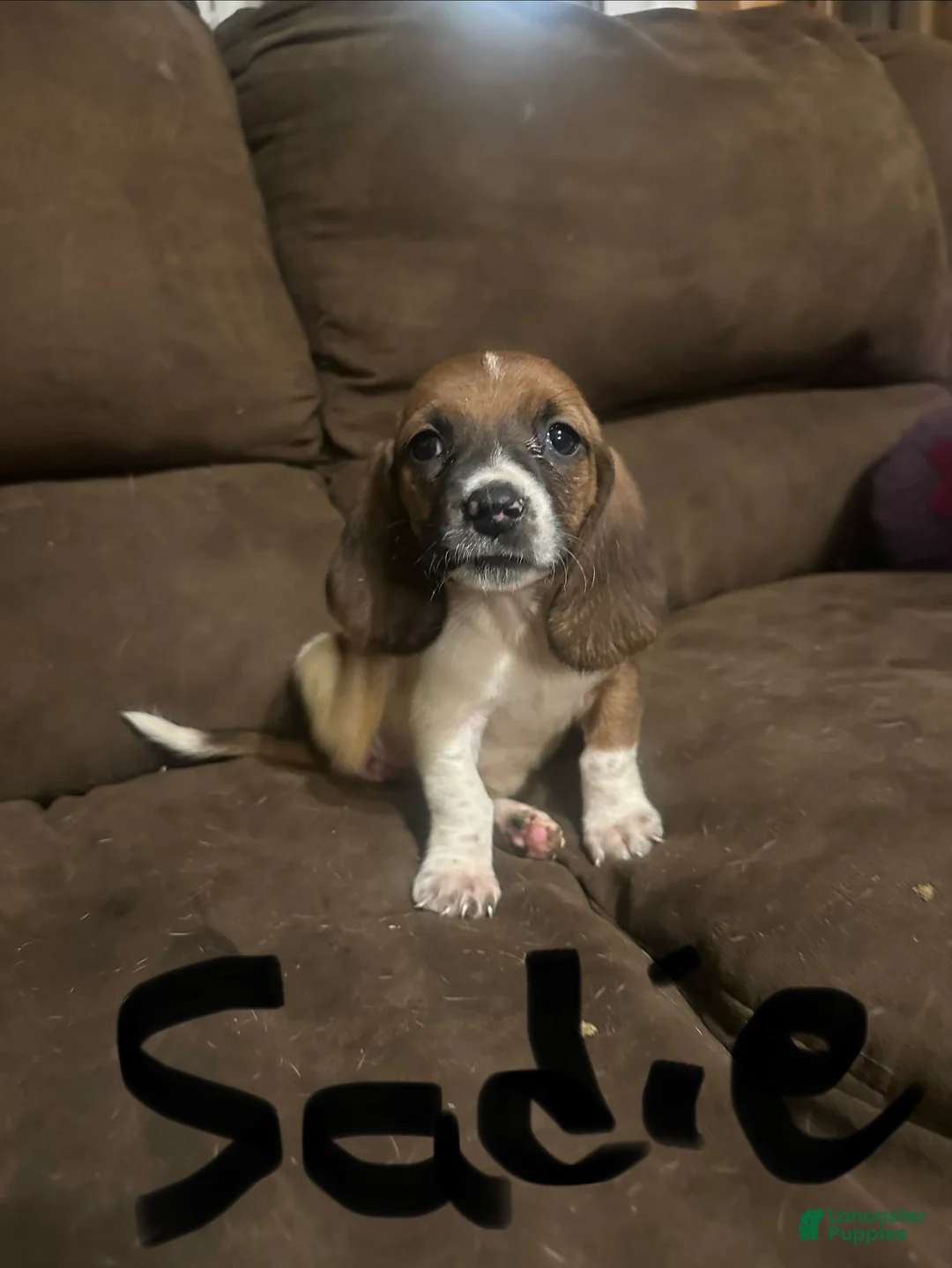 Basset Hound dogs for sale: Sadie  - Ad 2
