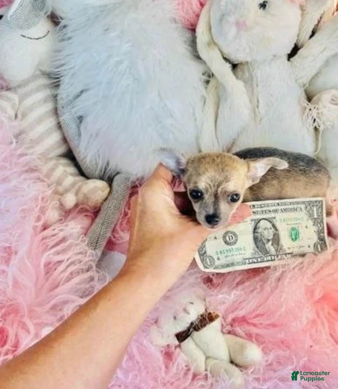 Chihuahua dogs for sale: Teacup/pocketbook Chihuahua 1 - Ad 3