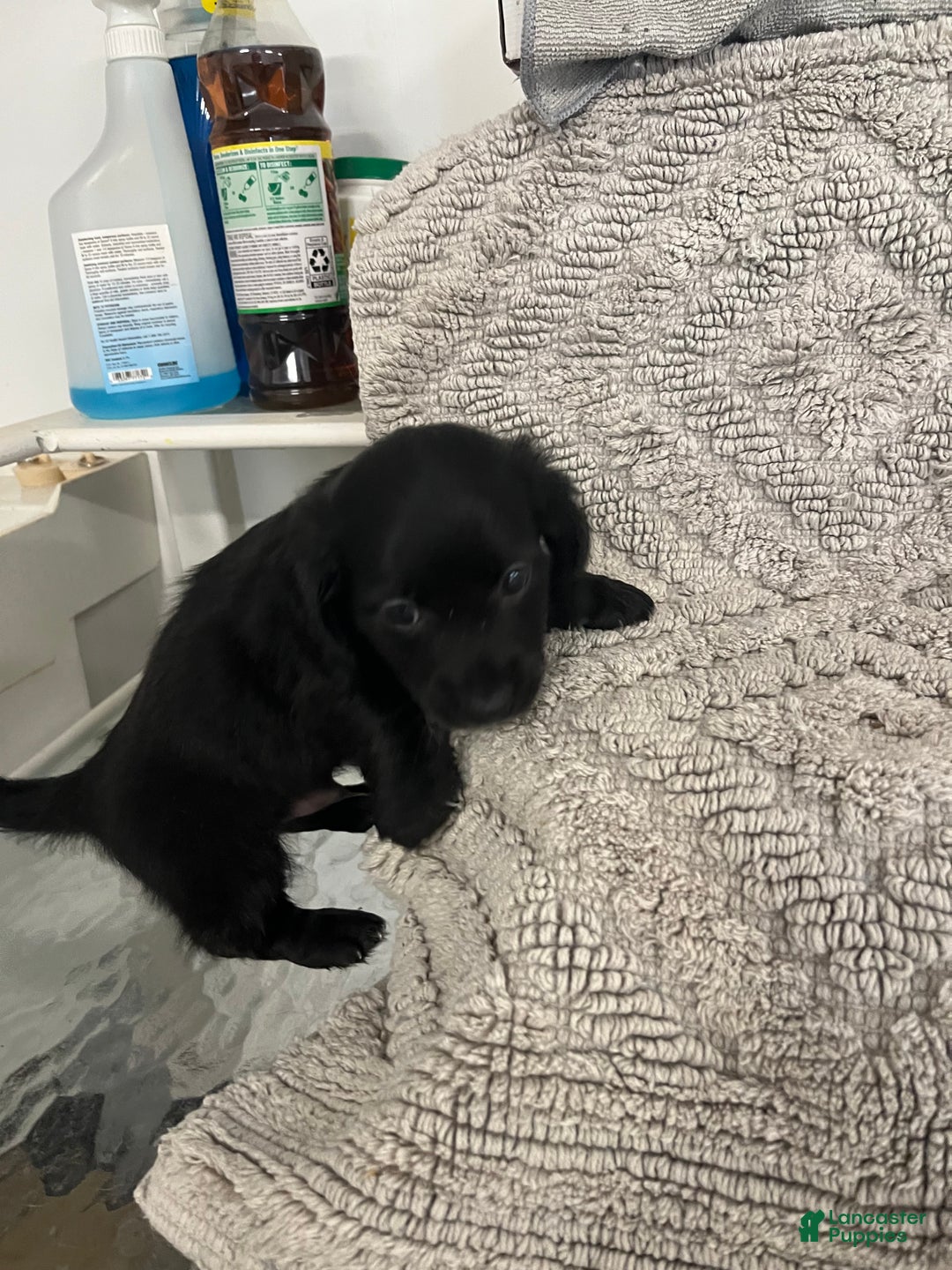 Miniature Dachshund dogs for sale: James - Ad 2