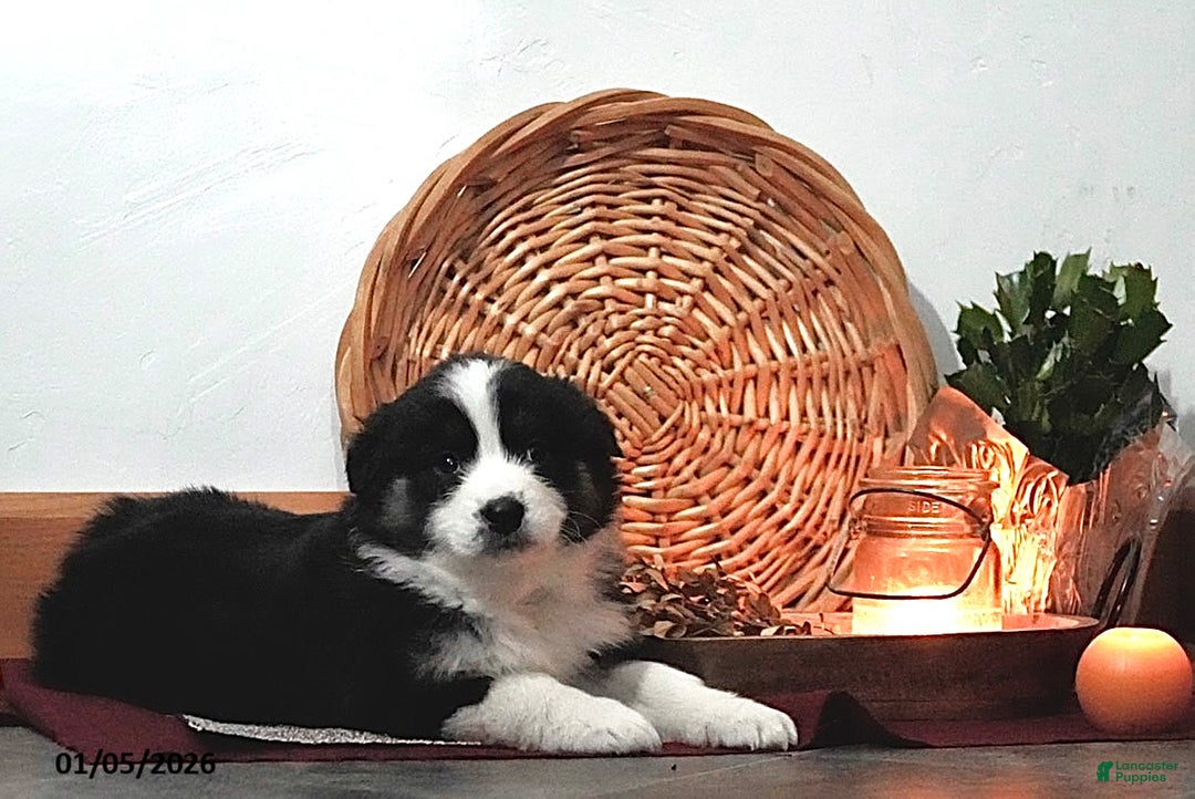 Australian Shepherd dogs for sale: Alice - Ad 3