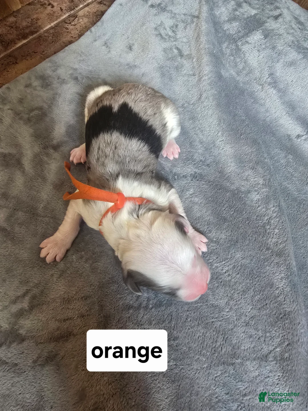 Sheepadoodle dogs for sale: Orchid - orange collar - Ad 1