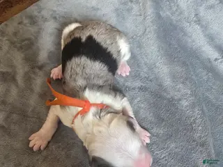 Sheepadoodle dogs Orchid - orange collar - Ad 23