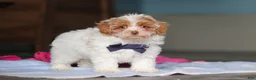 Mixed Breed dogs for sale: Teddy - Ad 2