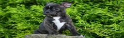 Frenchton dogs for sale: MAX - Ad 6