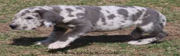 Great Dane dogs for sale: Scout - Ad 7