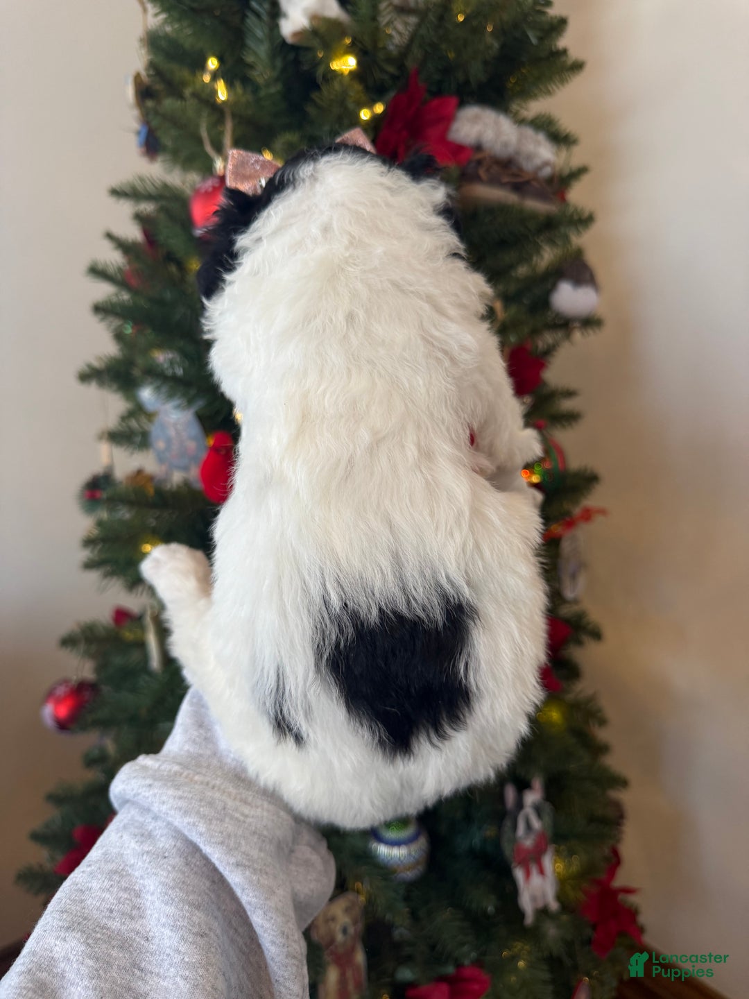 Mixed Breed dogs for sale: Farah - Ad 5