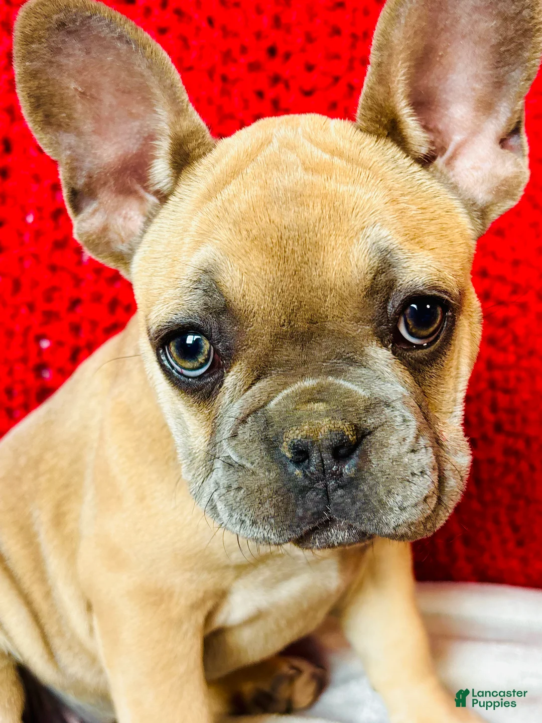 French Bulldog dogs for sale: Rosalita - Ad 2