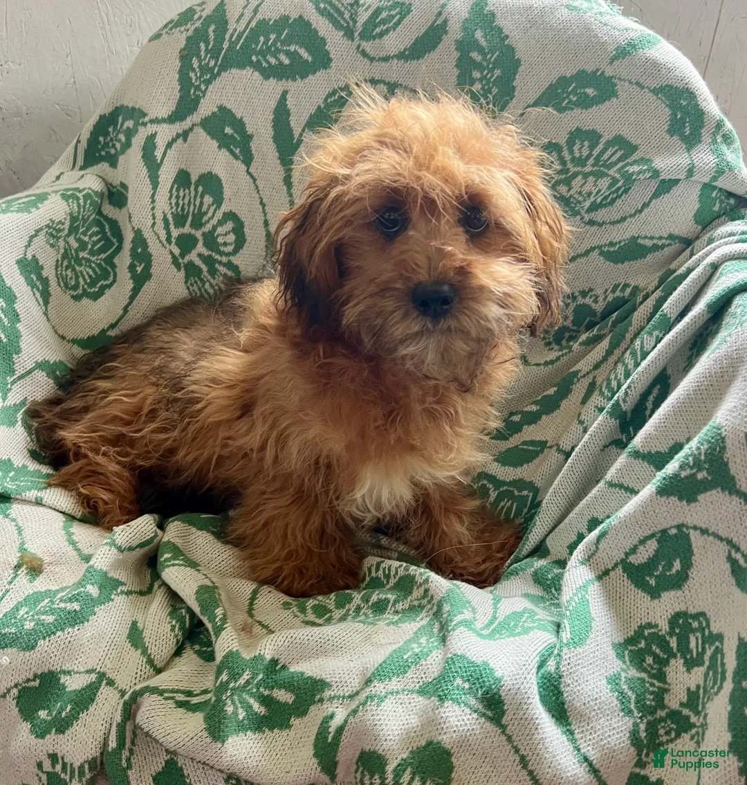 Shihpoo dogs for sale: Carson - Ad 7