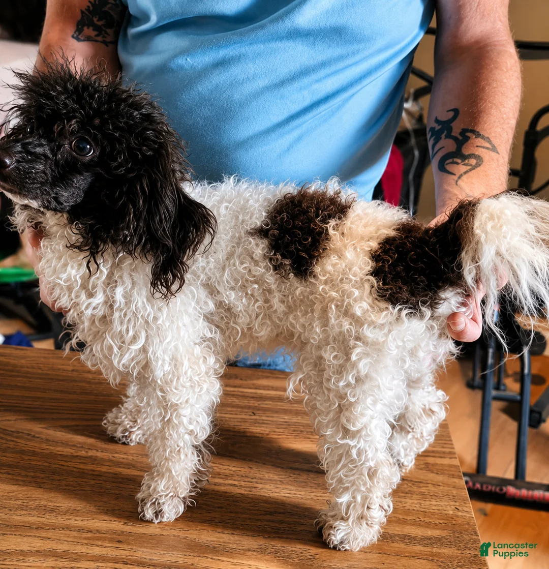 Mini Aussiedoodle dogs for sale: Dora - Ad 10