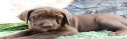 Labrador Retriever dogs for sale: Whinchester  - Ad 7