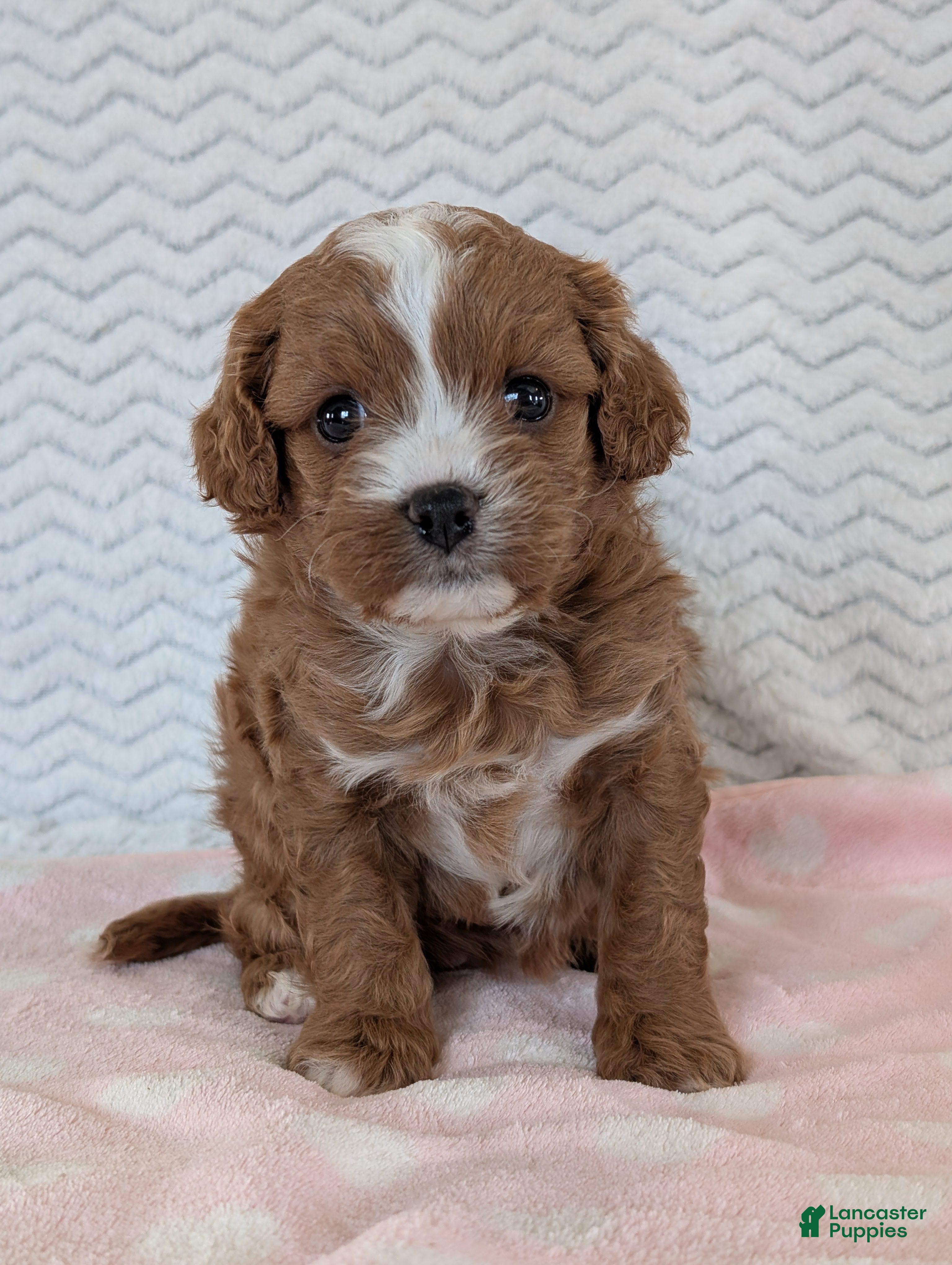 Cavapoo dogs Ginger - Ad 2