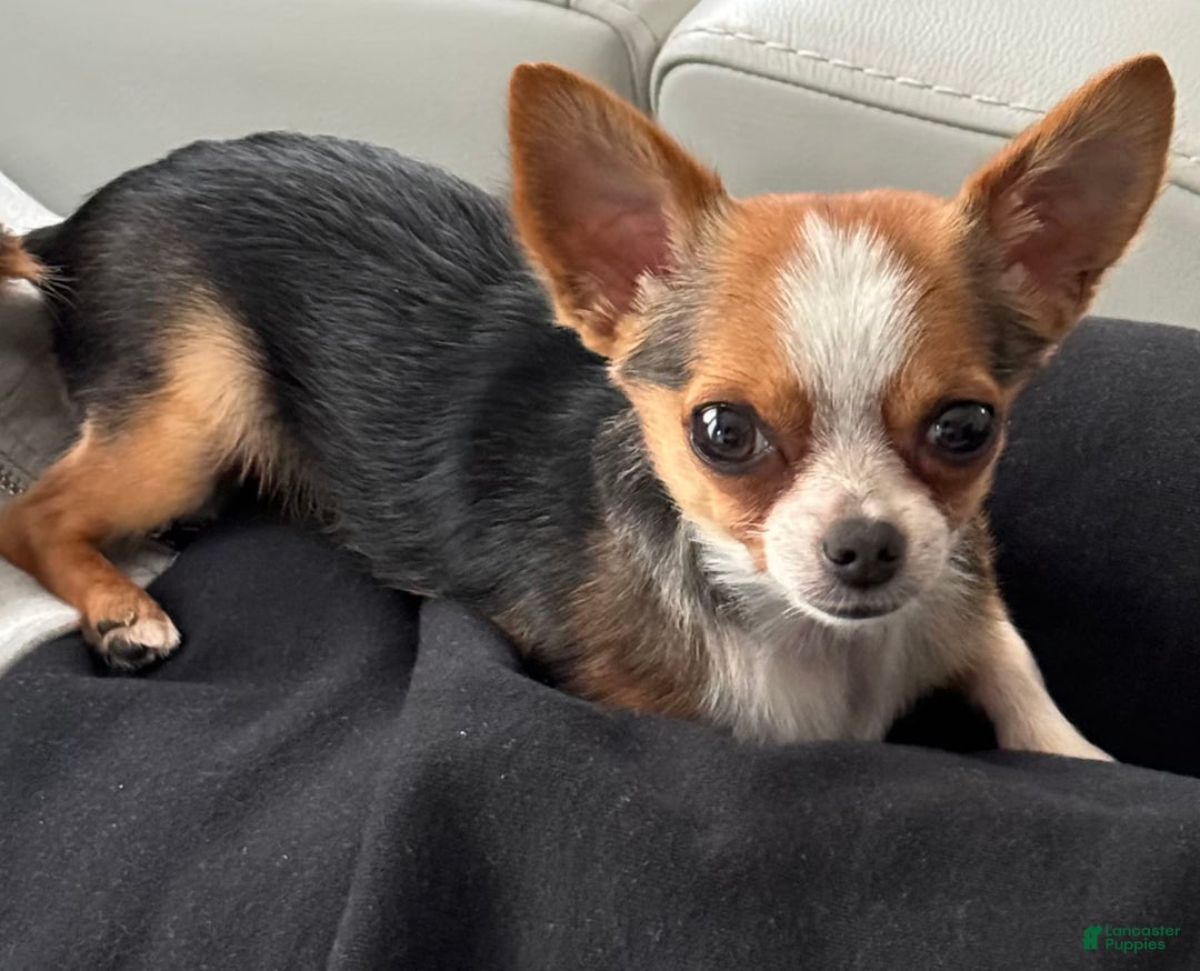 Gallery Image {{count}}