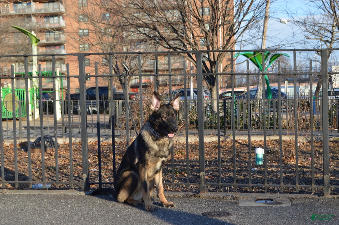 German Shepherd dogs for sale: Brown - Ad 3