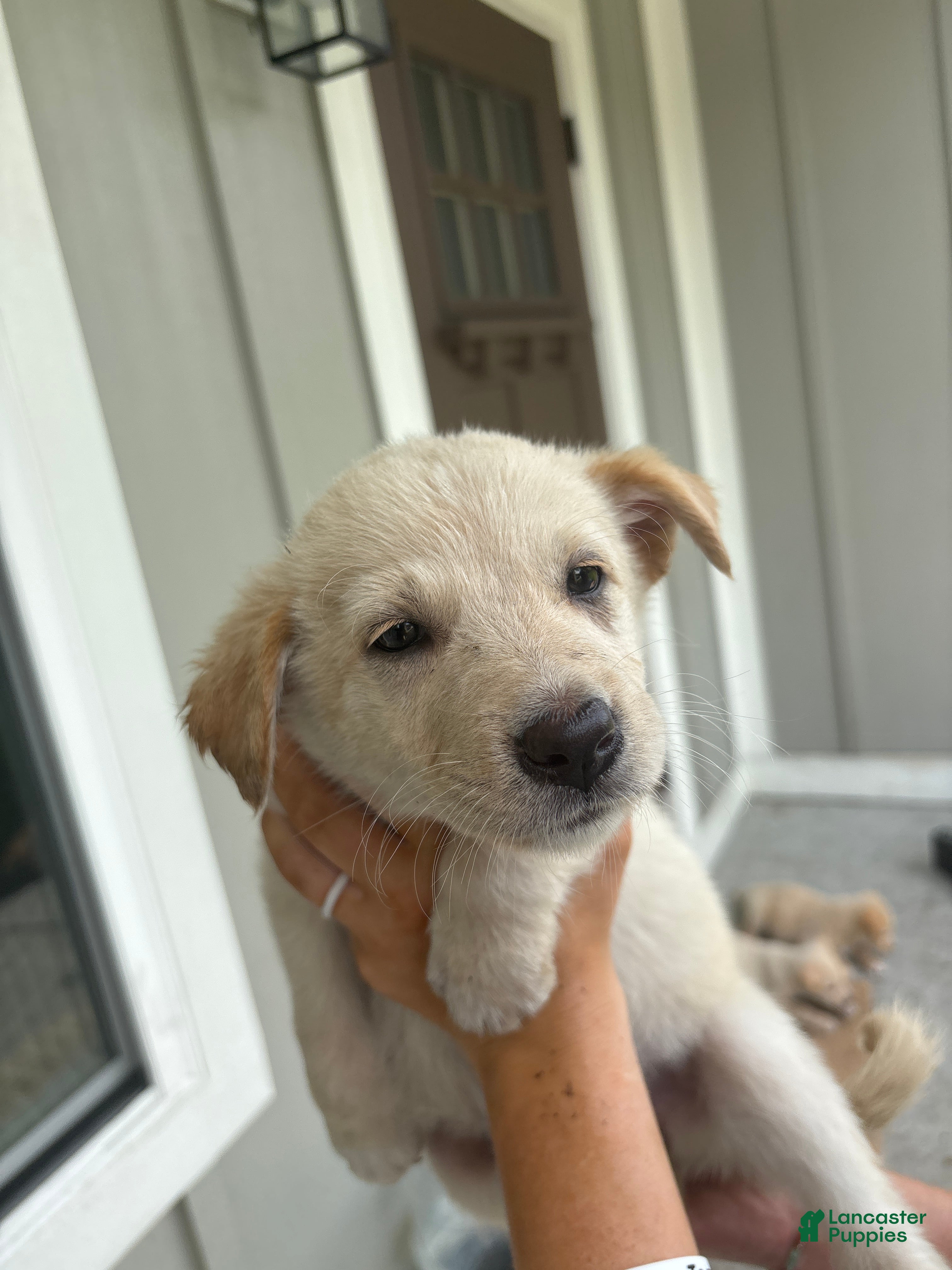 Mixed Breed dogs Mixed Breed Puppy 6 - Ad 5
