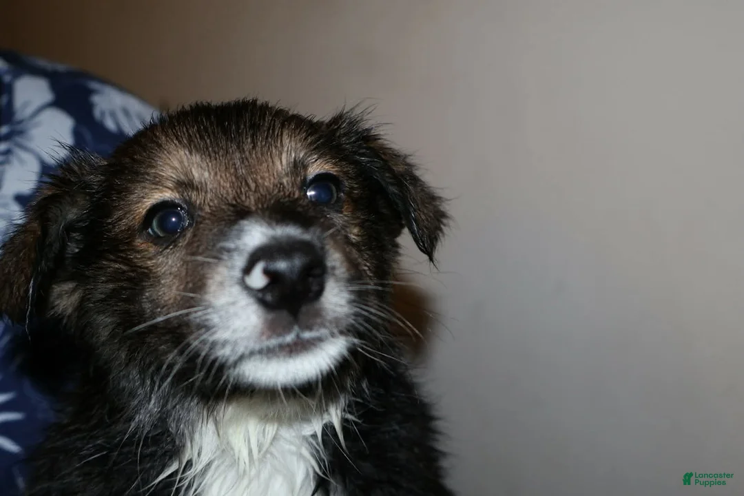Mixed Breed dogs for sale: Mickey - Ad 3