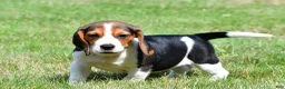 Beagle dogs for sale: Carson - Ad 7